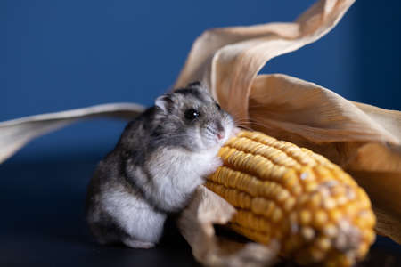 Studio photo of funny little hamster with cornの写真素材