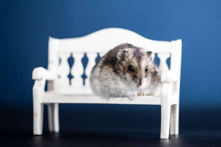 Funny little hamster sitting on a white benchの写真素材