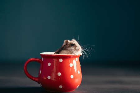 Funny little hamster in a red coffee cup. Good morning and coffee concept.の写真素材