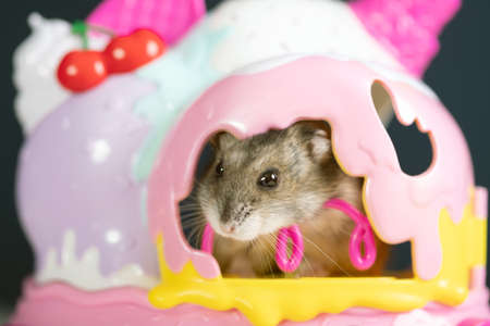 Studio photo of funny little hamster  in a colorful small houseの写真素材