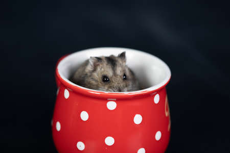 Funny little hamster in a red coffee cup. Good morning and coffee concept.の写真素材