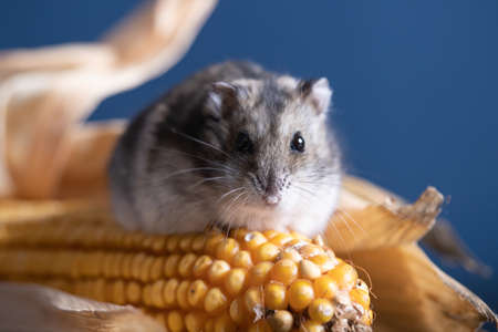 Studio photo of funny little hamster with cornの写真素材