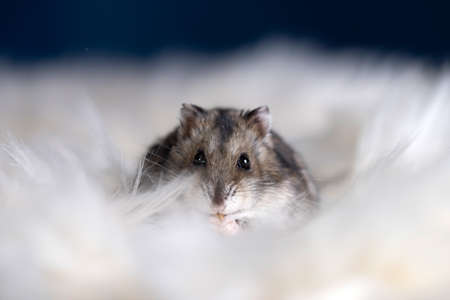 Funny hamster in fluffy white furの写真素材