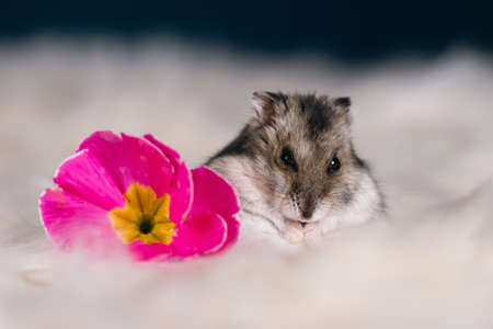 Funny hamster among the flowers in fluffy white furの写真素材