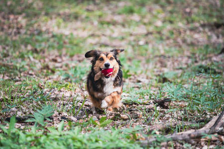Happy little dog playing with his ball in spring forest.