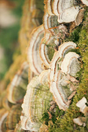 Coriolus versicolor, mushroom on a mossy tree stump