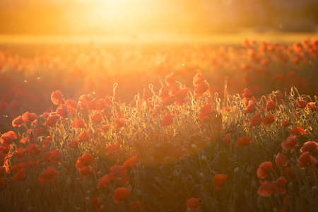Vivid poppy field - Armistice or Remembrance day conceptの写真素材