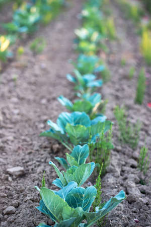 Rows of young cabbage plants growing on a farm. View of vegetable plantation. Agribusiness or food concept.の写真素材