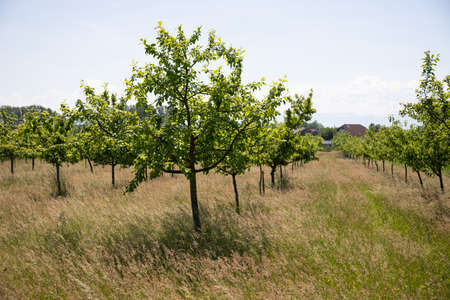 Orchard or garden of apple trees in the spring with blue skyの写真素材