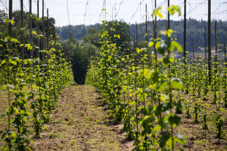 Vineyards in the spring, near Lake Constance, Germany