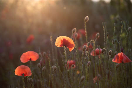 Wild vivid poppy field in magic sunset light. Remembrance day concept.の写真素材