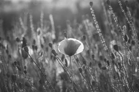 Black and white photo of wild poppy field. Remembrance day concept.の写真素材