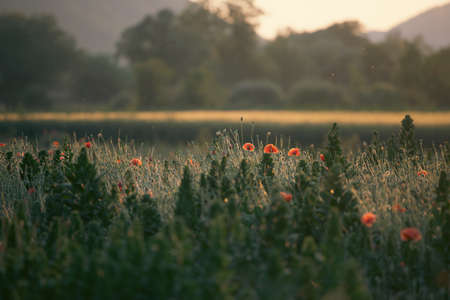Wild vivid poppy field in magic sunset light. Remembrance day concept.の写真素材
