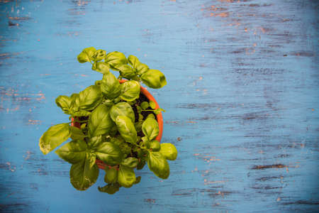 Fresh green basil on vinatage turquoise background with copy space. Top view or flat layの写真素材