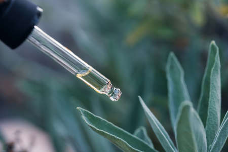 Sage essential oil dripping from pipette. Aromatherapy, spa, massage concept.の写真素材