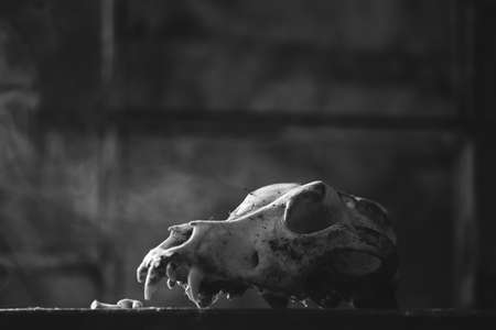 Skull of a dog in mysterious, foggy light. Spooky, horror wallpaper for Halloween.の写真素材