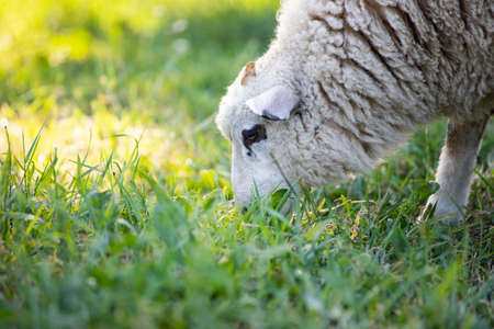 Cute little lamb grazing in green spring meadowの写真素材