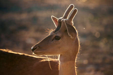 Portarit of female deer in magic sunset light