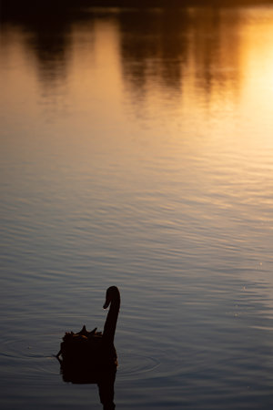 Swan in the lake during magic summer sunsetの写真素材