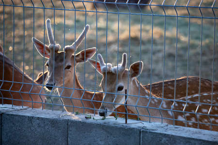 Deer living in captivity - close-up photoの写真素材