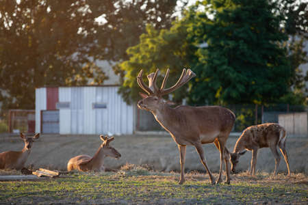 Deer living in captivity - close-up photoの写真素材