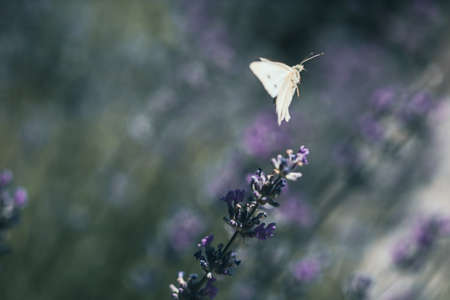 White butterfly on lavender in the gardenの写真素材