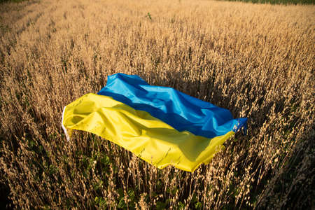 Flag of Ukraine on agricultural field. High grain price, wheat shortage and food crisis concept.