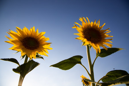 Sunflowers with blue sky like ukrainian flag. Symbol of Ukraineの写真素材