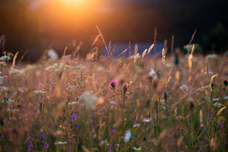 Close up on a summer meadow with wild flowers in magic sunset.の写真素材