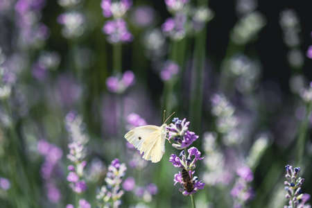 White butterfly on lavender in the gardenの写真素材