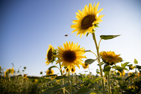 Sunflowers with blue sky like ukrainian flag. Symbol of Ukraineの写真素材