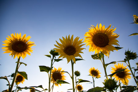 Sunflowers with blue sky like ukrainian flag. Symbol of Ukraineの写真素材