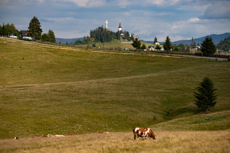 Romanian idyllic countryside landscape with grazing cows and the Dracula castle in the background. Beauty of countryside conceptの写真素材