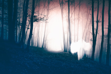 Horror background of a ghostly figure in enchanted a forest on a moody, foggy night. Halloween conceptの写真素材