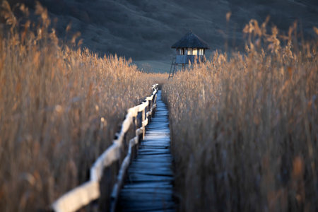 Old wooden boardwalk with a railing on the side and watchtower in the Sic reed reservation, Cluj , Romaniaの写真素材