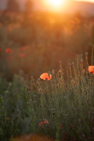 Wild vivid poppy field in magic sunset light. Remembrance day concept.の写真素材