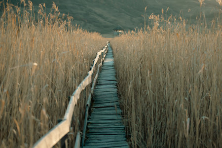 Old wooden boardwalk with a railing on the side and watchtower in the Sic reed reservation, Cluj , Romaniaの写真素材