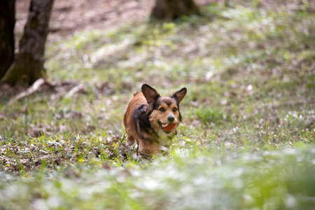 Happy little dog playing with his ball in spring forest.の写真素材
