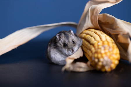 Studio photo of funny little hamster with cornの写真素材