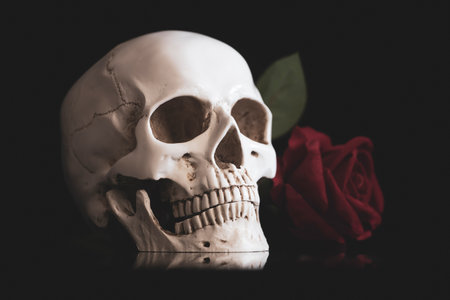 Skull with red rose. Calavera Catrina. Dia de los muertos. Day of The Dead.の写真素材
