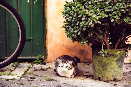 Procida, the island of cats.の写真素材