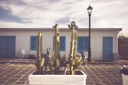 Blue door with cactus and the traditional white walls in the Procida Island, Italyの写真素材