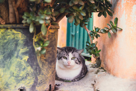 Procida, the island of cats.の写真素材