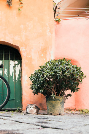 Procida, the island of cats.の写真素材