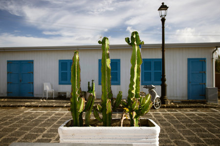 Blue door with cactus and the traditional white walls in the Procida Island, Italyの写真素材