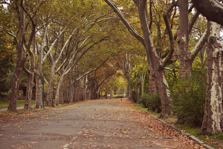 Beautiful romantic alley in a park with colorful trees and sunlight. Autumn natural backgroundの写真素材