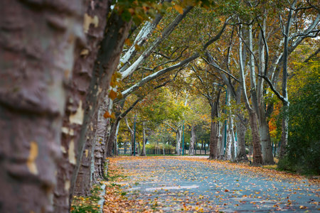 Beautiful romantic alley in a park with colorful trees and sunlight. Autumn natural backgroundの写真素材