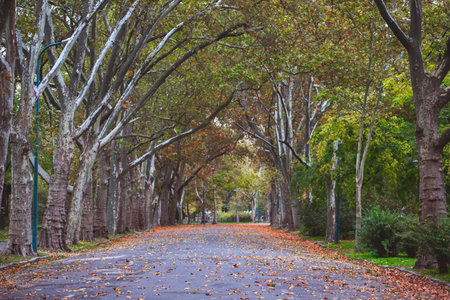 Beautiful romantic alley in a park with colorful trees and sunlight. Autumn natural backgroundの写真素材