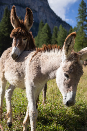 Donkeys grazing in the meadows of the Dolomitesの写真素材