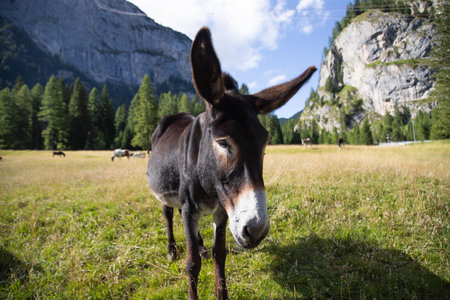 Donkeys grazing in the meadows of the Dolomitesの写真素材